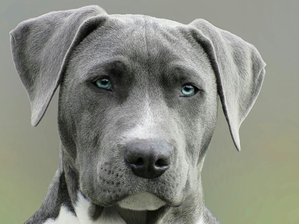 sonhar com cachorro