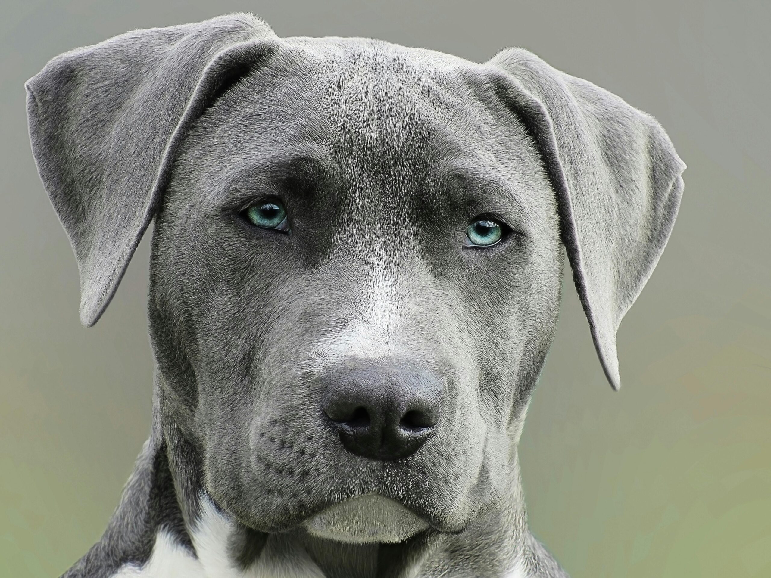 sonhar com cachorro