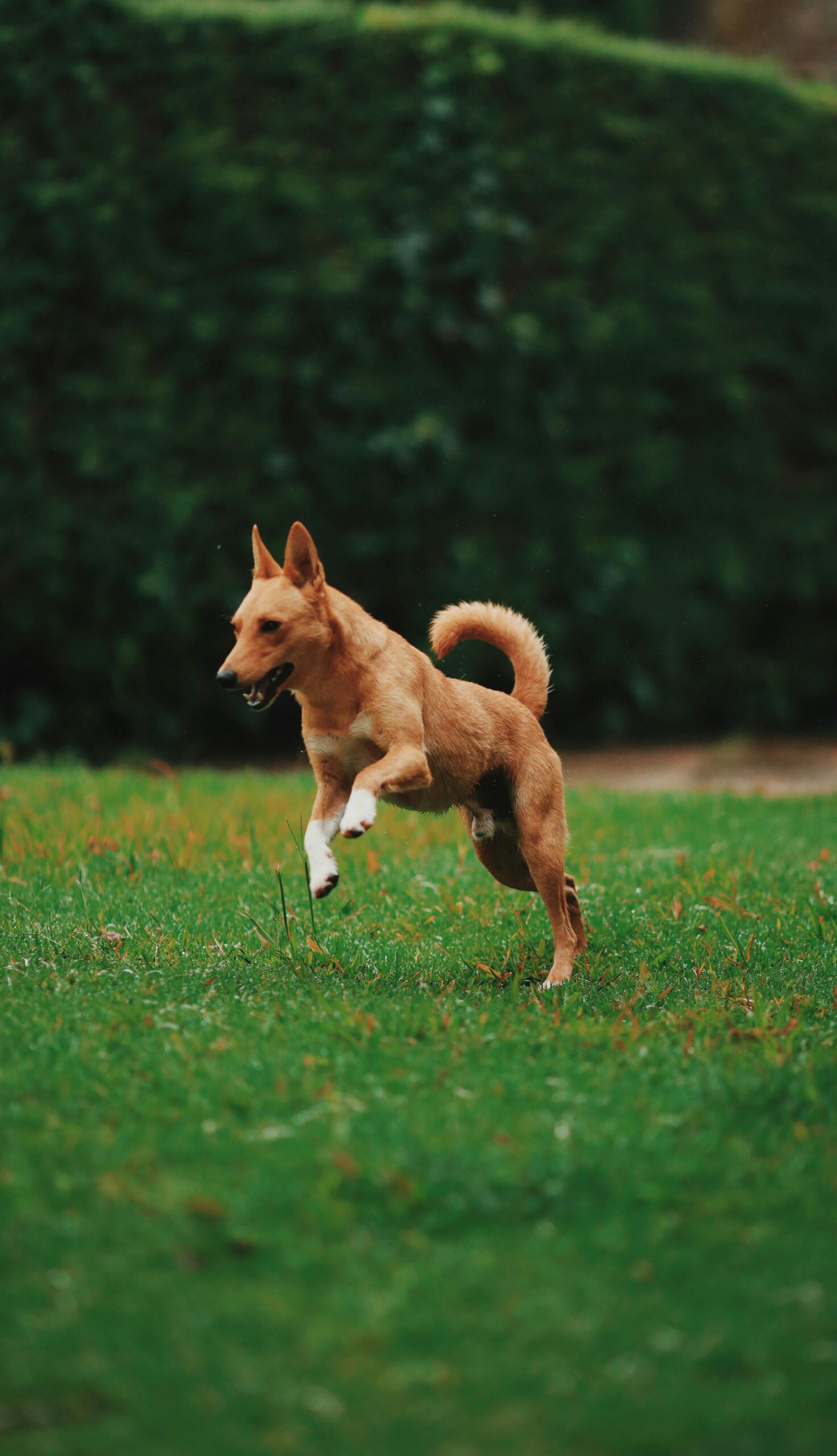 Cão de pelagem marrom claro com patas brancas correndo alegremente em um gramado verde, com uma cerca viva ao fundo.