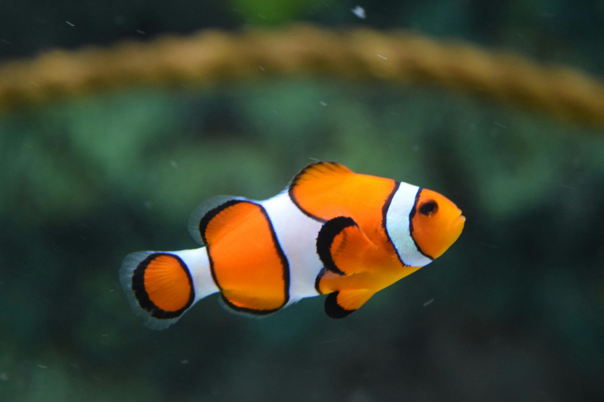 sonhar com peixe