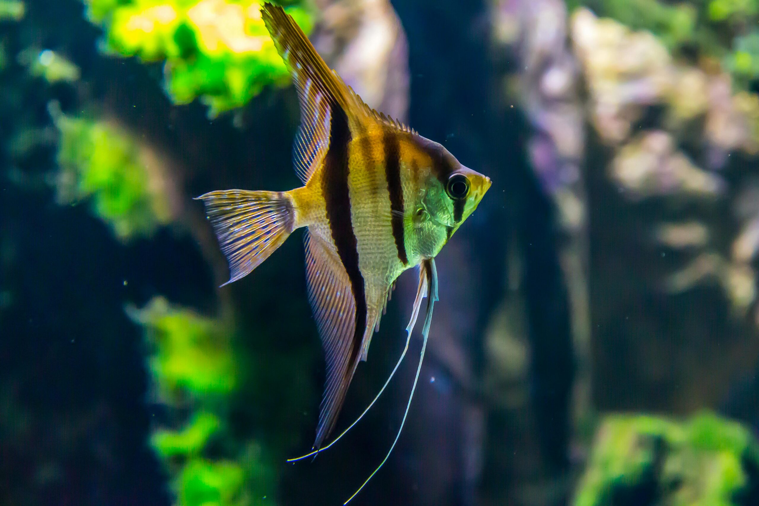 pexels-fahad-alani-789729-1677116 Peixe escalar com listras pretas e alaranjadas nadando em um aquário com fundo desfocado e vegetação verde aquática.