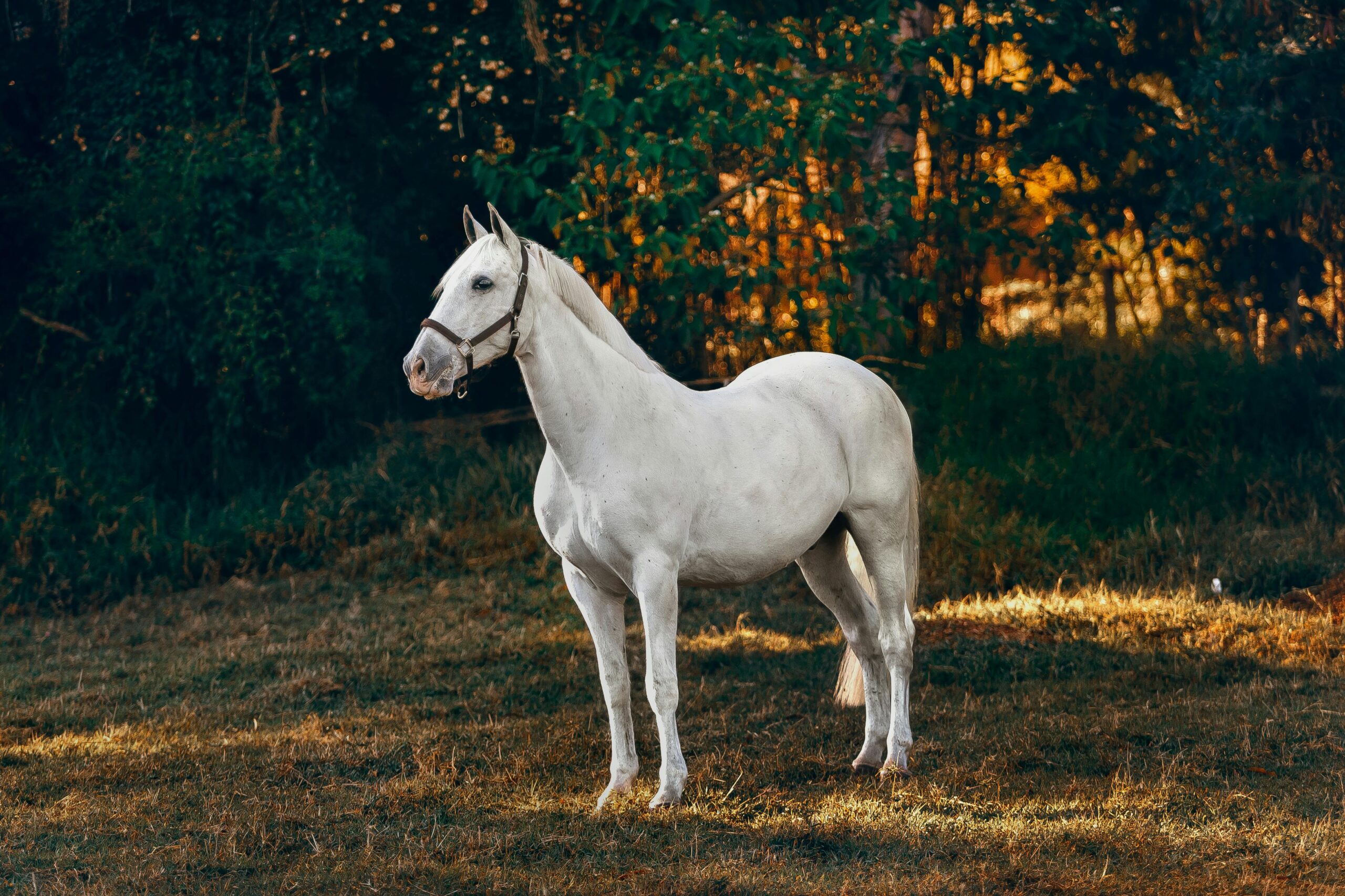 pexels-helenalopes-1996332 Cavalo branco de pé sobre gramado com expressão alerta, cercado por árvores e vegetação ao entardecer, com luz suave filtrando entre as folhas.