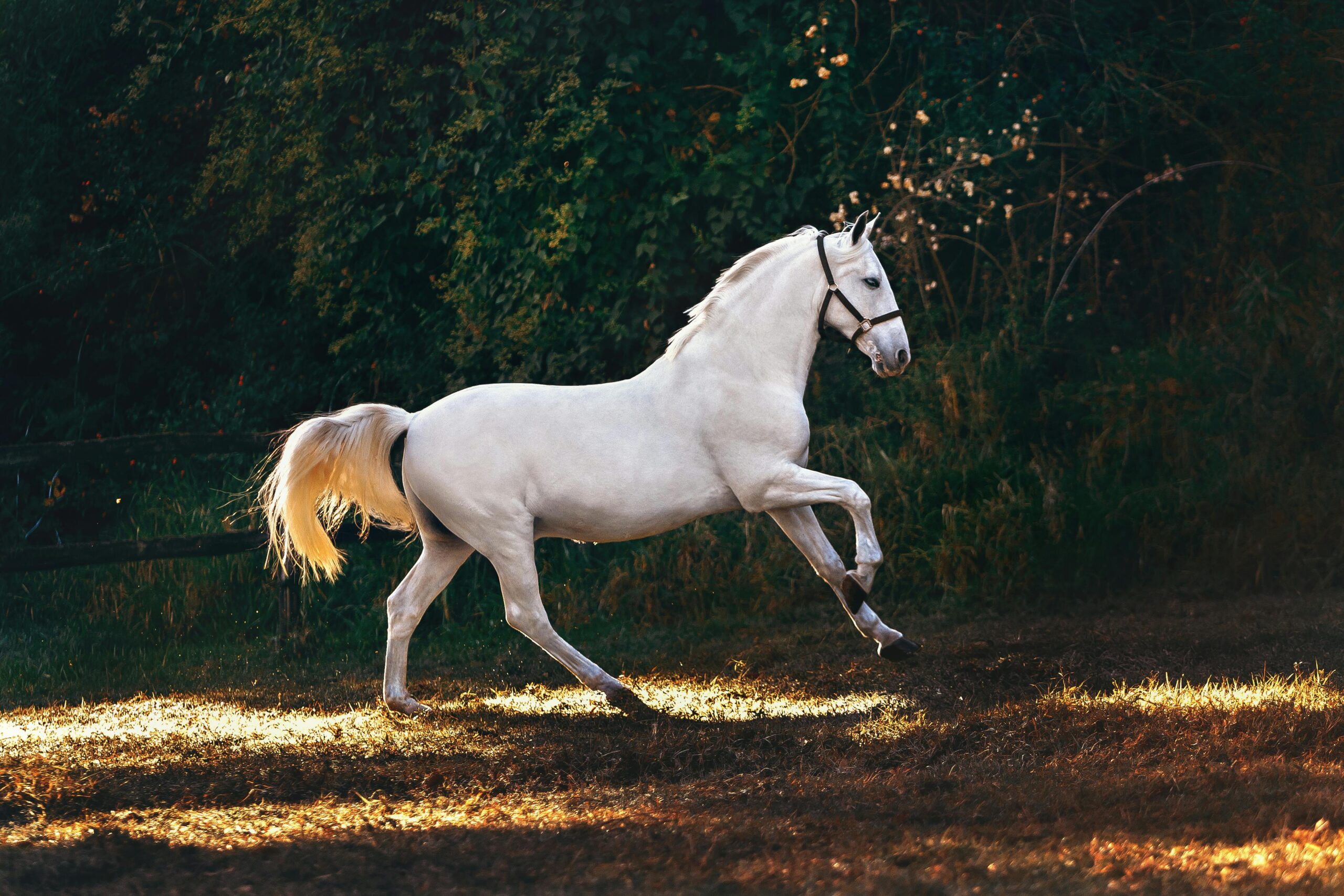 sonhar com cavalo