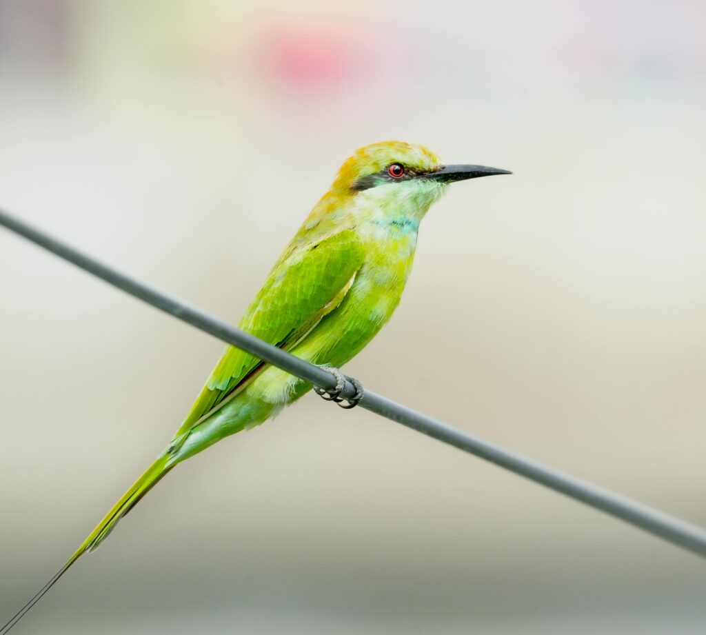 sonhar com passaro