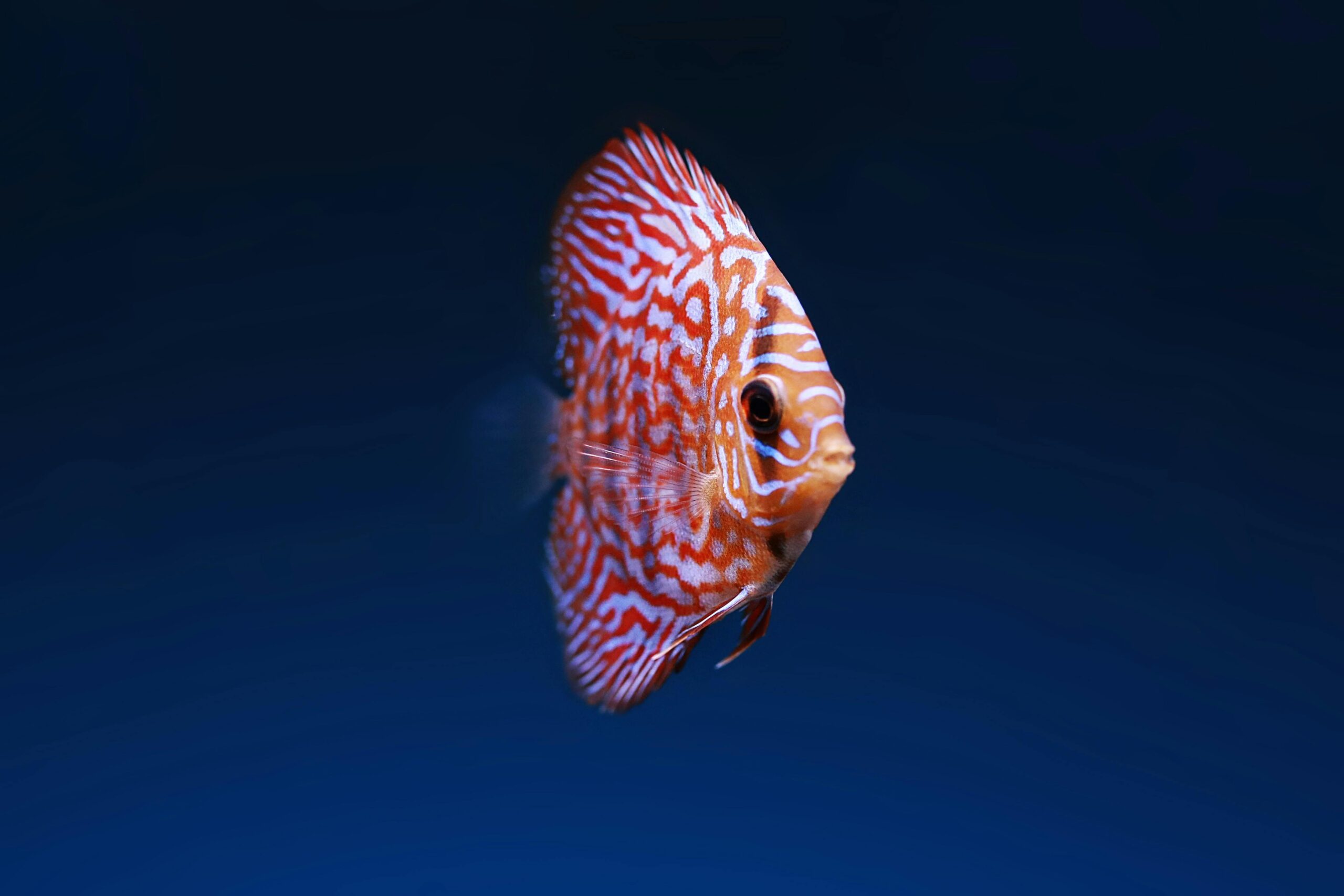 pexels-lone-jensen-431642-2156316 Peixe disco colorido com padrão vibrante de listras alaranjadas e brancas, nadando em um ambiente de fundo azul profundo.