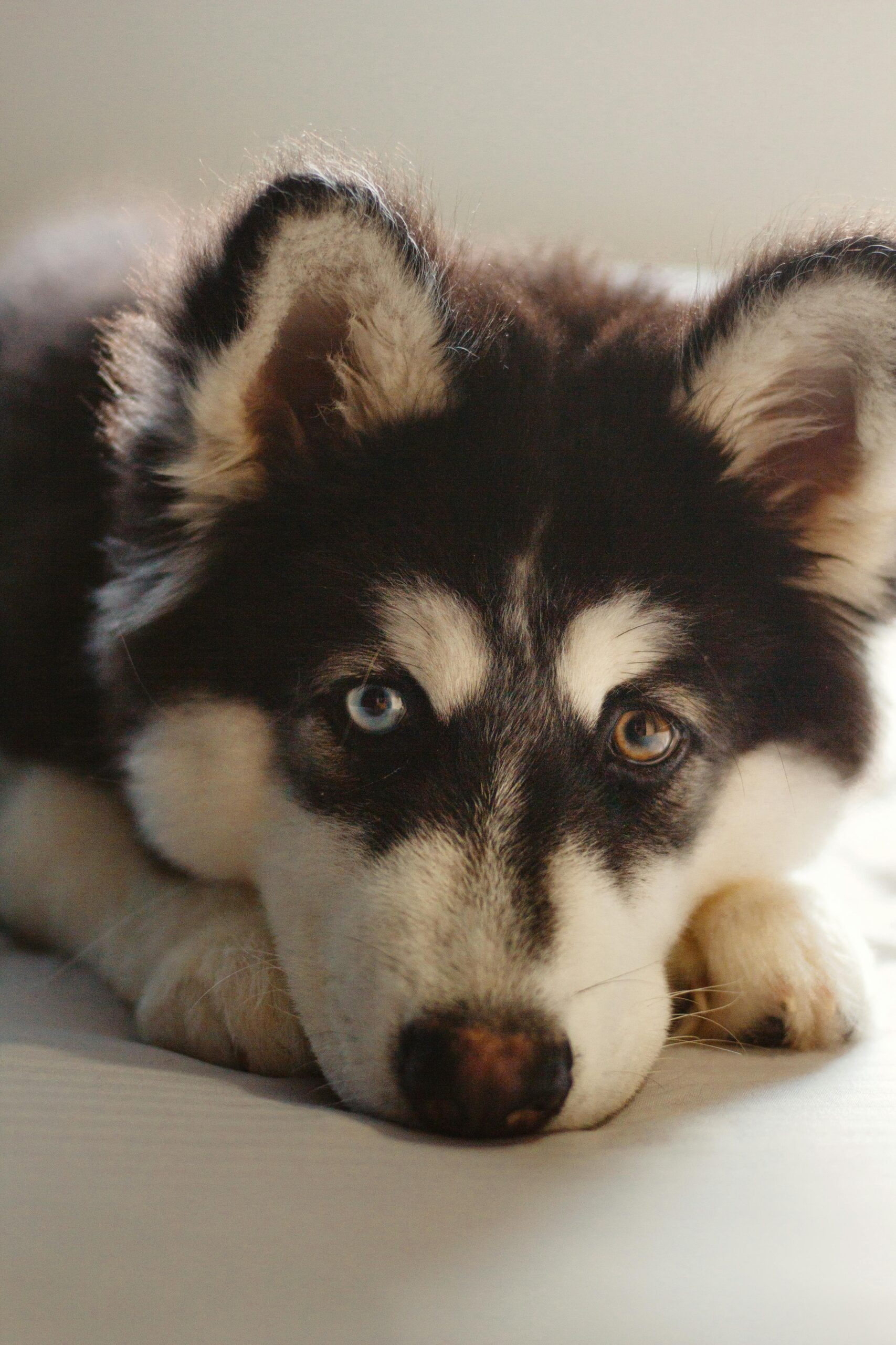 Filhote de Husky Siberiano deitado, com expressão tranquila e olhos marcantes — um azul e outro castanho — olhando diretamente para a câmera.