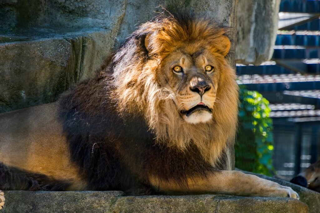 sonhar com leão