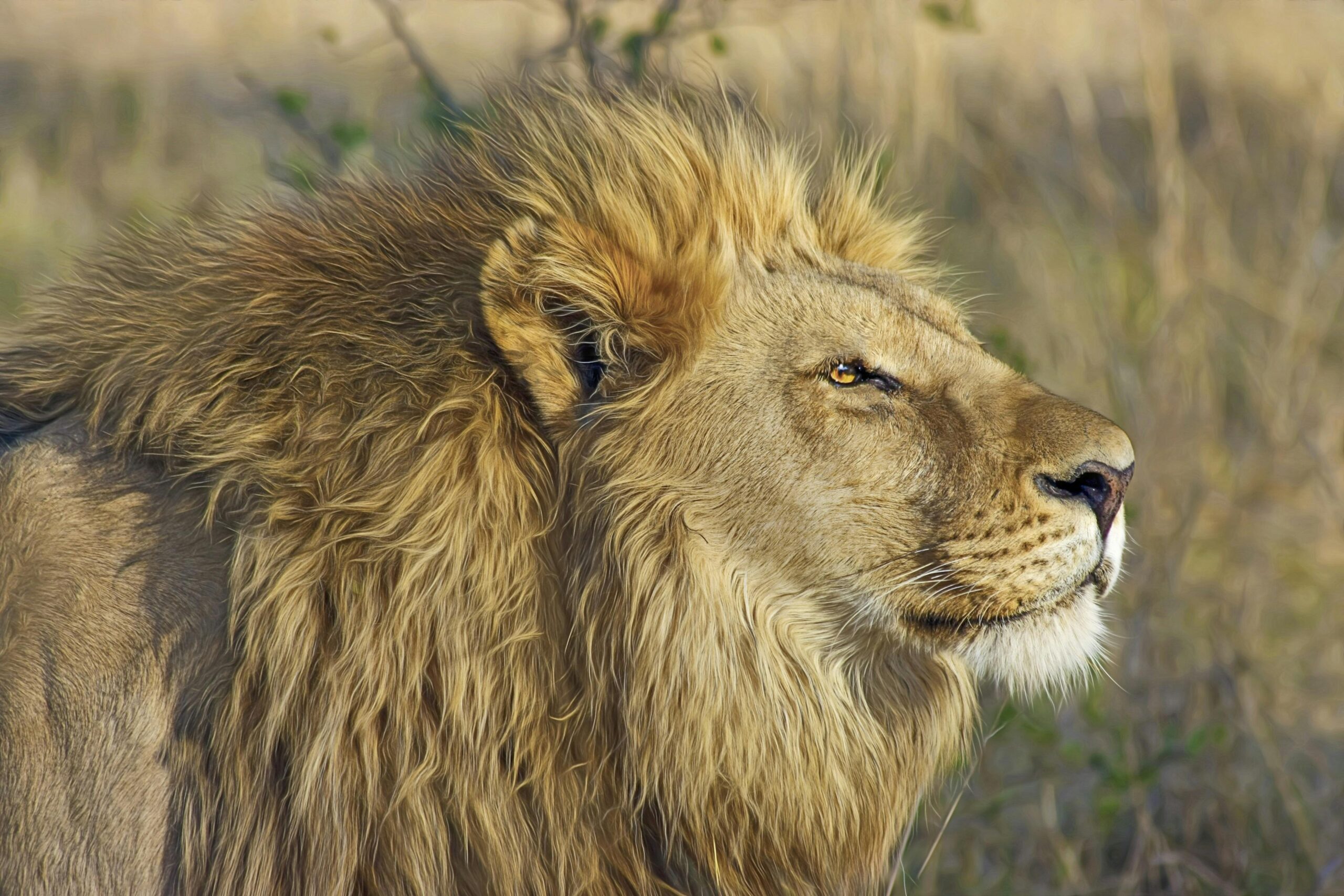 Leão com juba espessa olhando fixamente para o horizonte em uma paisagem de savana seca, transmitindo poder e serenidade.