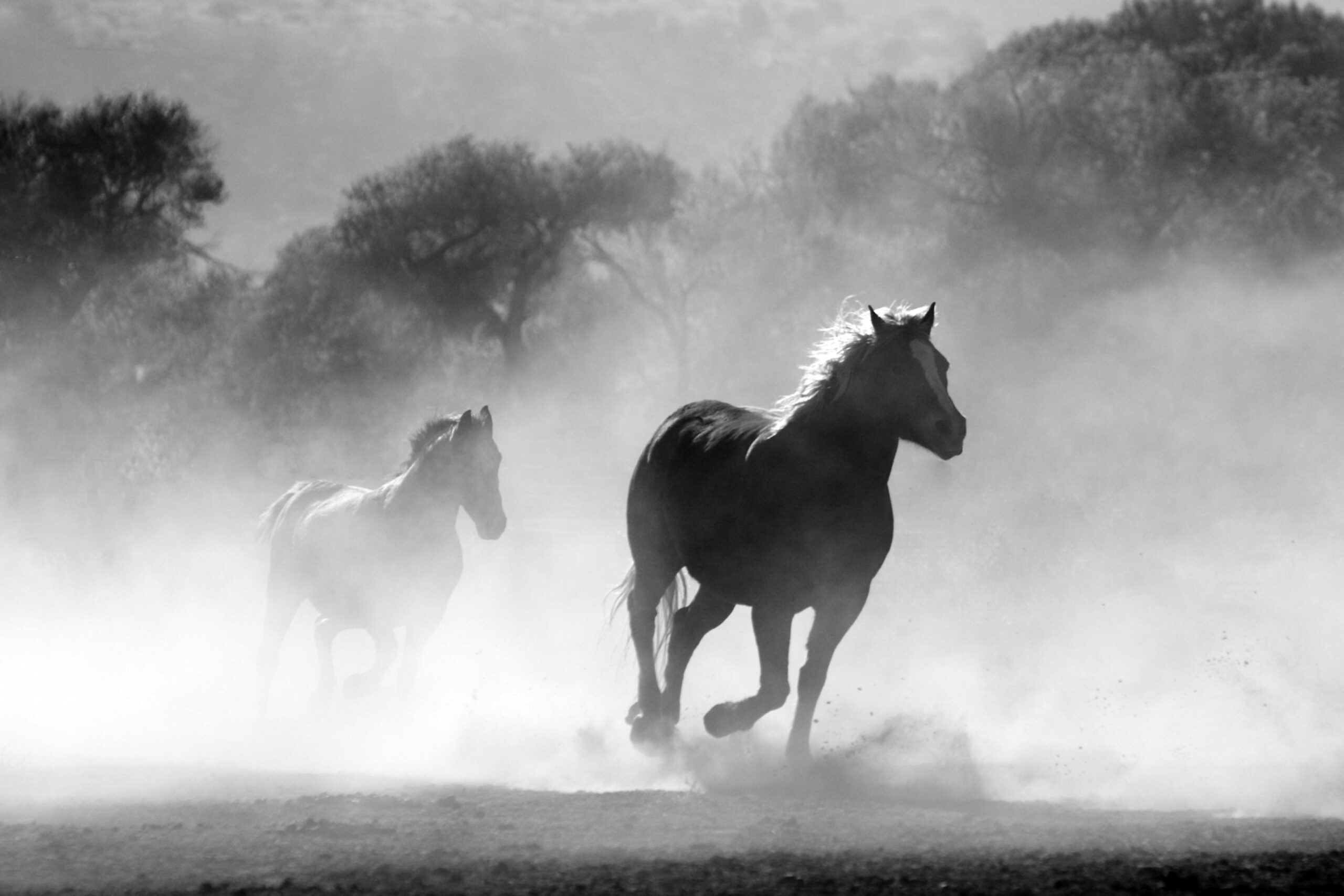 pexels-pixabay-52500 Dois cavalos correndo em meio à poeira em um campo aberto, capturados em preto e branco, transmitindo movimento, liberdade e força.