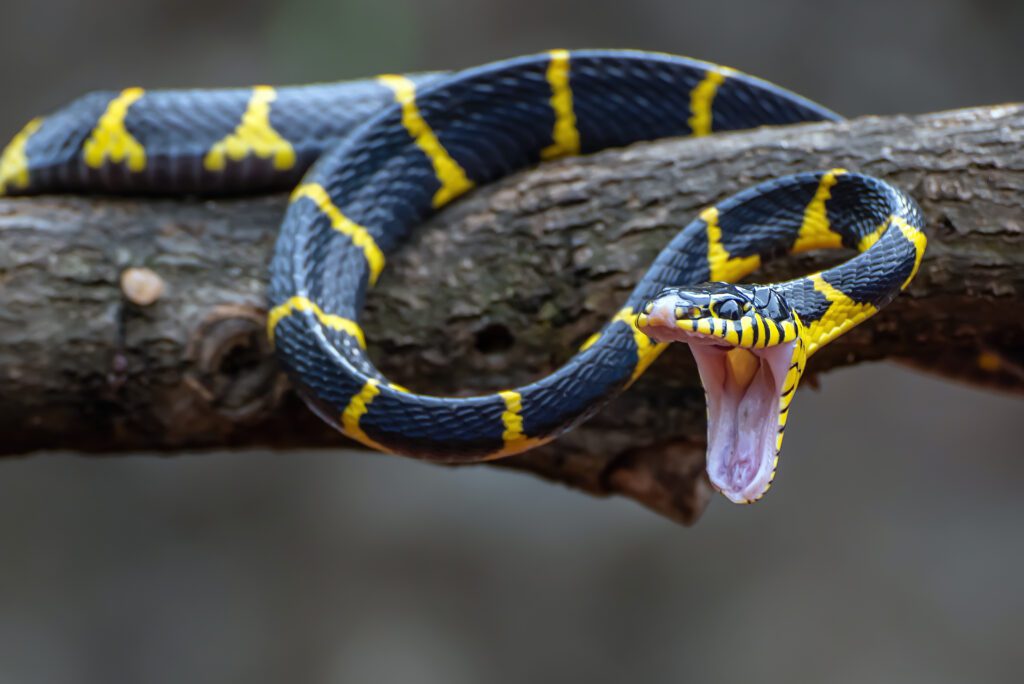 Tipos de cobra nos sonhos