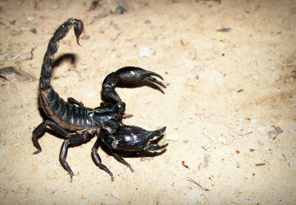 Escorpião preto em posição de ataque sobre a areia, simbolizando alerta e interpretação de sonhar com escorpião no mundo dos sonhos.