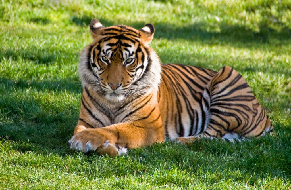 sonhar com tigre