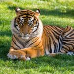 sonhar com tigre