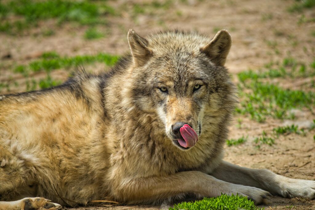 Lobo marrom deitado com expressão alerta, refletindo instintos, astúcia e autoconfiança no mundo onírico.