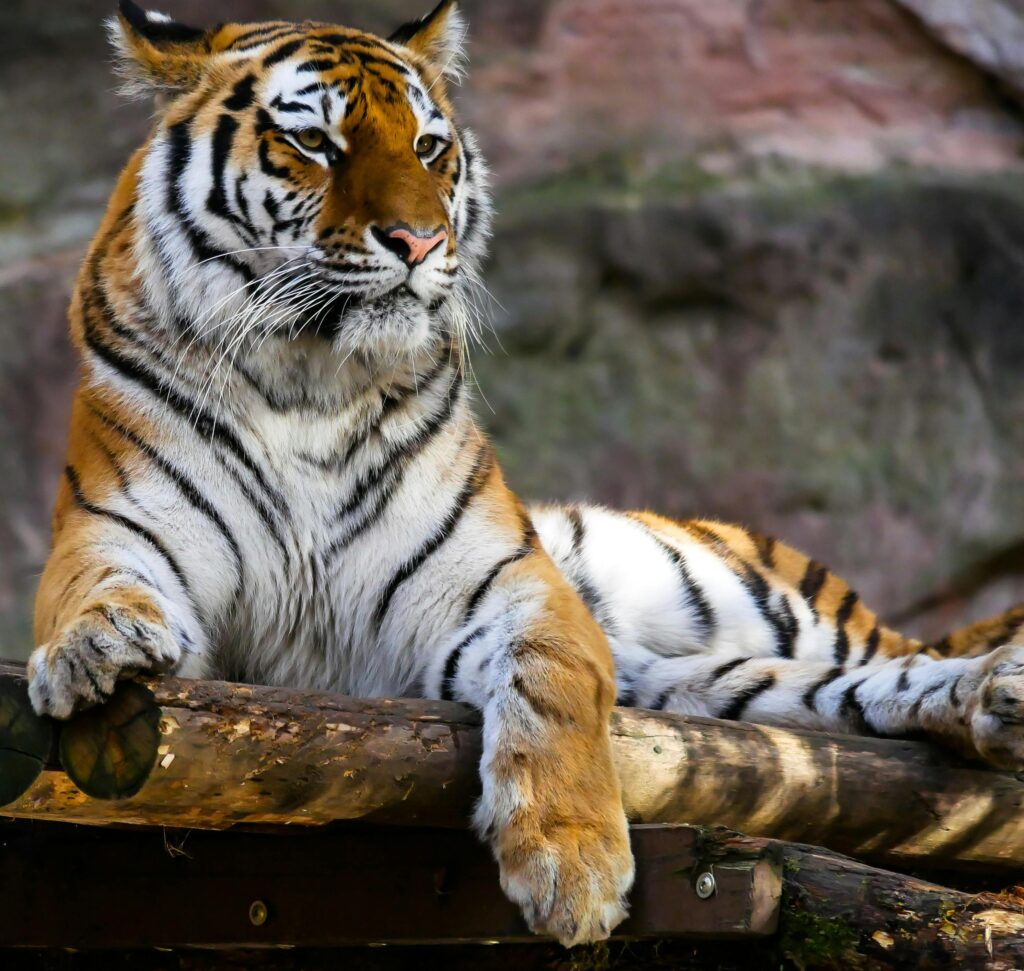 Tigre em posição majestosa, representando poder e autocontrole em interpretações de sonhos.