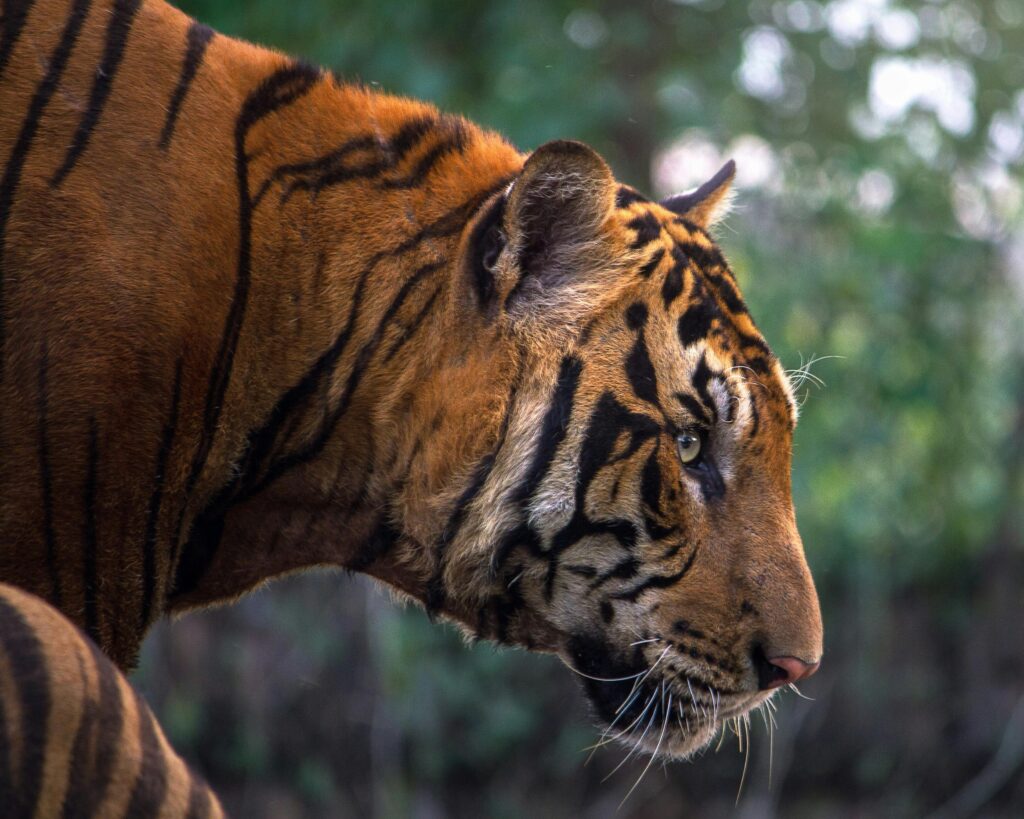 Tigre observando atento na floresta, simbolizando força interior e instinto no mundo dos sonhos.