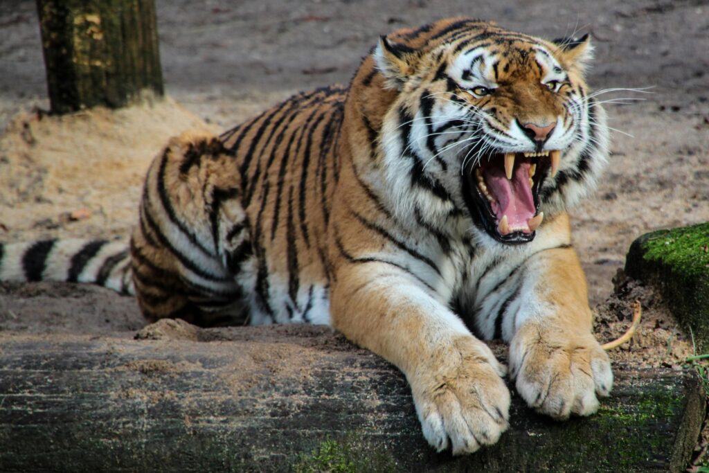 Tigre rugindo com intensidade, refletindo sentimentos reprimidos ou ameaças subconscientes nos sonhos