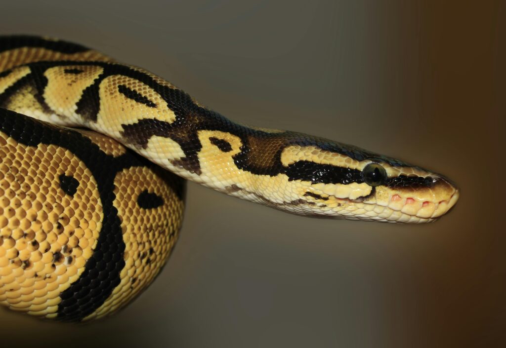 Cobra amarela e preta enrolada, simbolizando mistério, transformação e alertas presentes nos significados de sonhar com cobras.