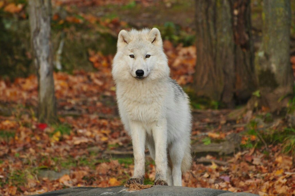 Lobo branco em pé na floresta, simbolizando pureza, intuição e proteção espiritual nos sonhos
