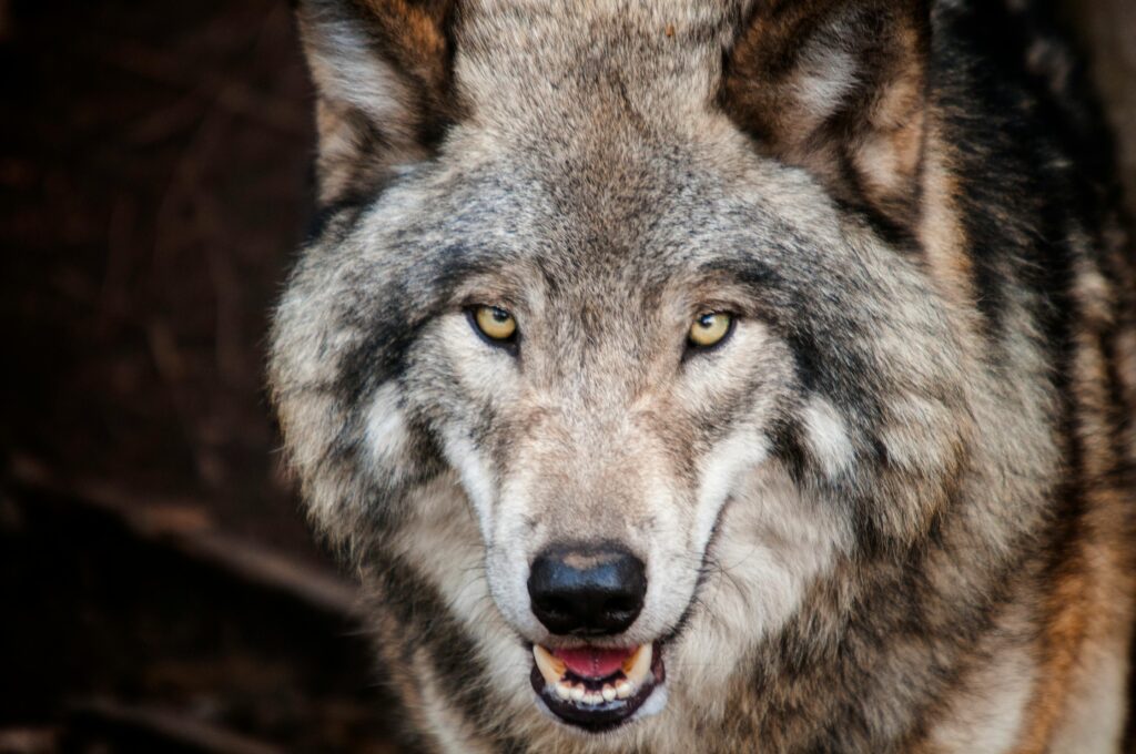 Sonhar com lobo