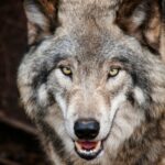 Sonhar com lobo