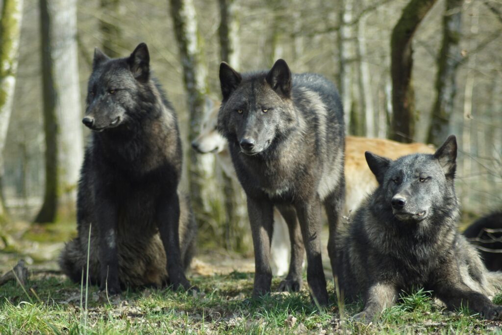 Grupo de lobos pretos na floresta, representando força em grupo, liderança e mistérios ocultos nos sonhos.