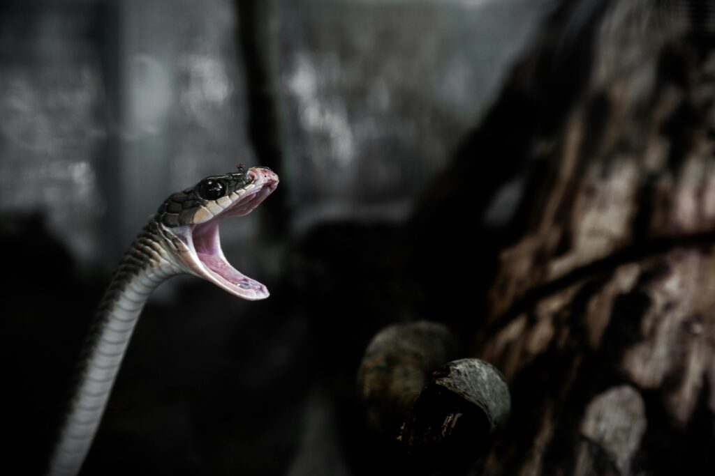 Cobra preta de boca aberta mostrando presas afiadas, simbolizando ameaças ocultas e significados de sonhar com cobras perigosas.
