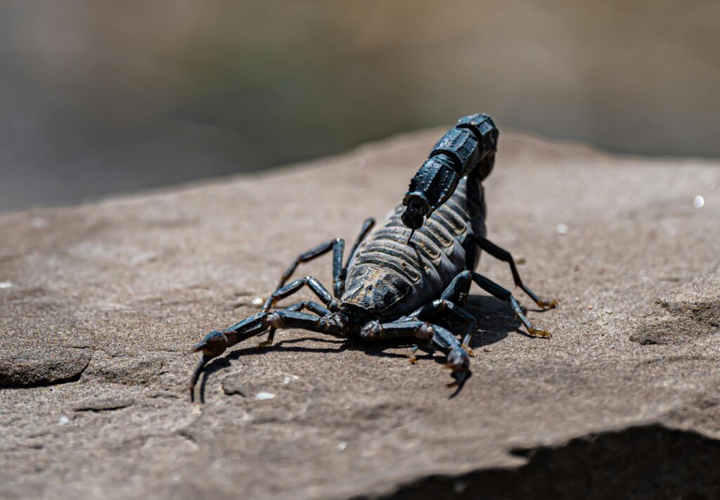 Escorpião preto em posição de ataque sobre uma pedra, representando os significados de sonhar com escorpião preto, associado a medo, ameaça e transformações espirituais.