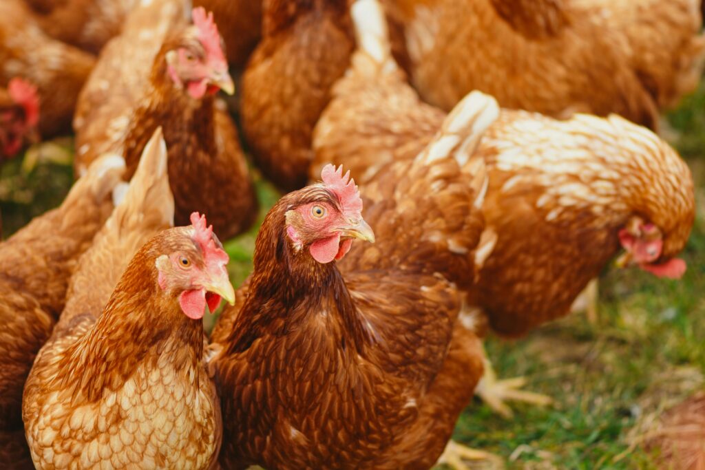 Grupo de galinhas marrons ciscando na grama, simbolizando prosperidade, abundância e significados de sonhar com galinha em bando.