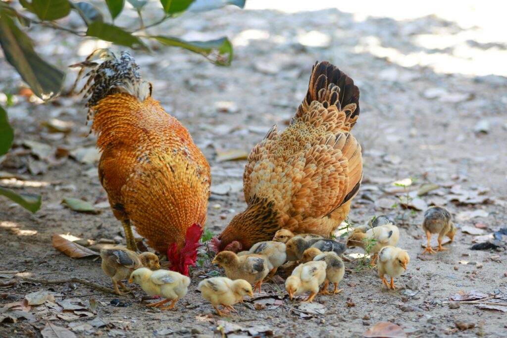 Galo, galinha e pintinhos ciscando juntos no quintal, simbolizando família, união e interpretação espiritual de sonhar com galinha.