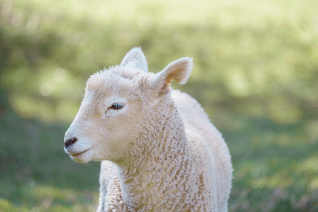 Cordeiro jovem de perfil em um campo iluminado, com expressão serena, representando inocência, renovação espiritual e novos começos em sonhos.