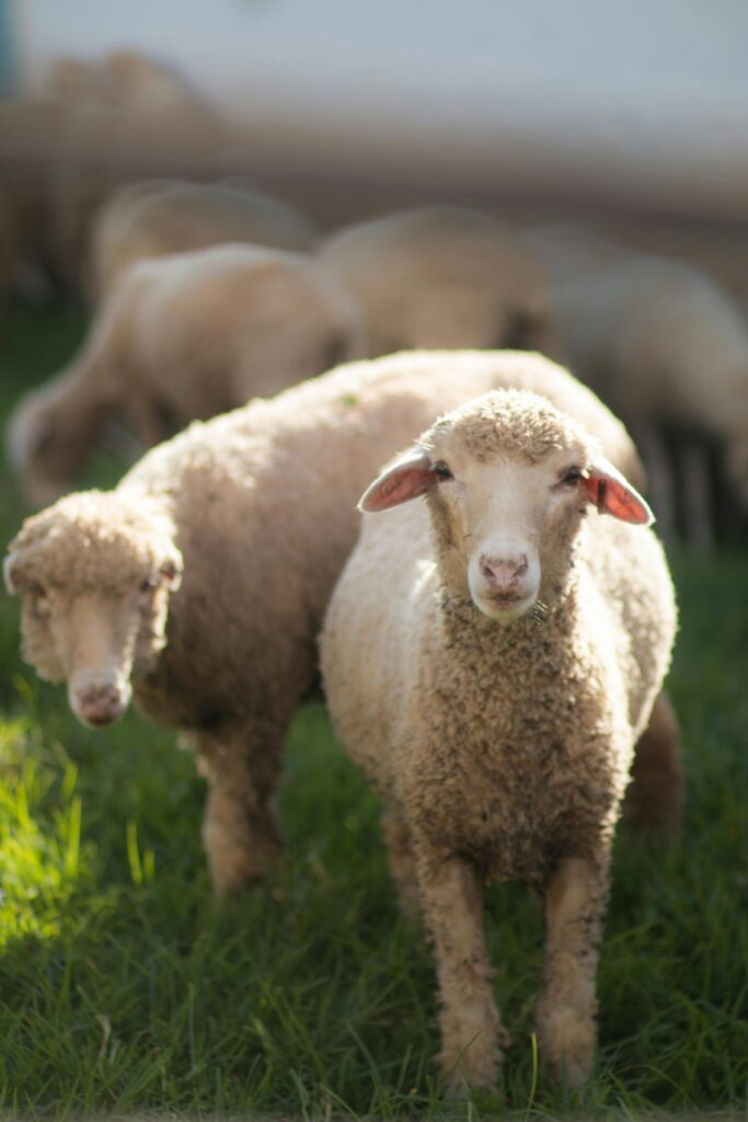 Duas ovelhas com lã espessa em primeiro plano, em um campo gramado, com outras ovelhas desfocadas ao fundo, simbolizando pureza, proteção e rebanho nos sonhos.