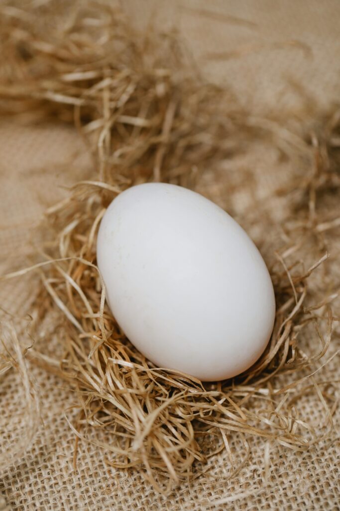 ovo branco em ninho de palha, representando pureza, fertilidade e novos ciclos na interpretação dos sonhos com ovos.