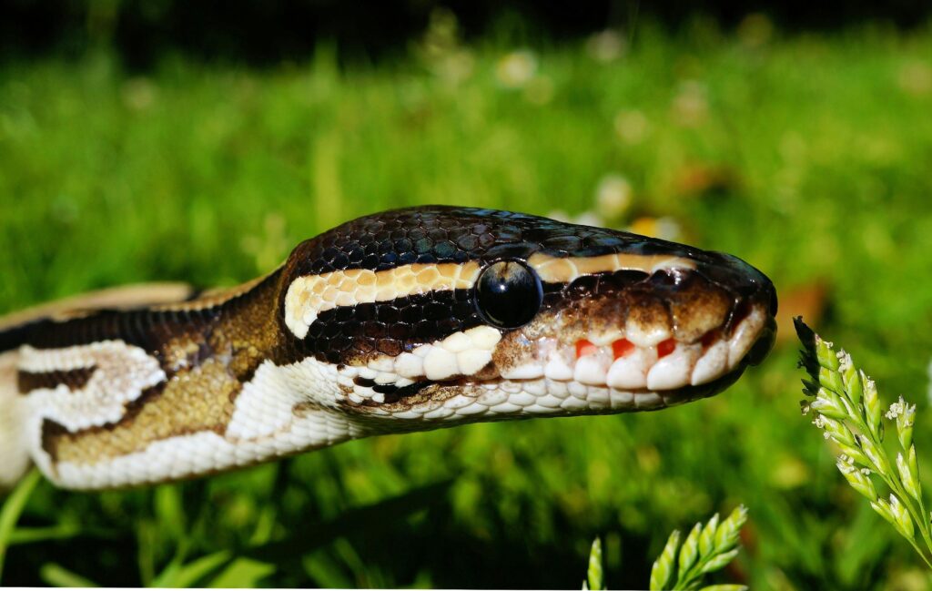 Cobra marrom e preta em ambiente natural, relacionada a interpretações espirituais e psicológicas de sonhar com cobras.
