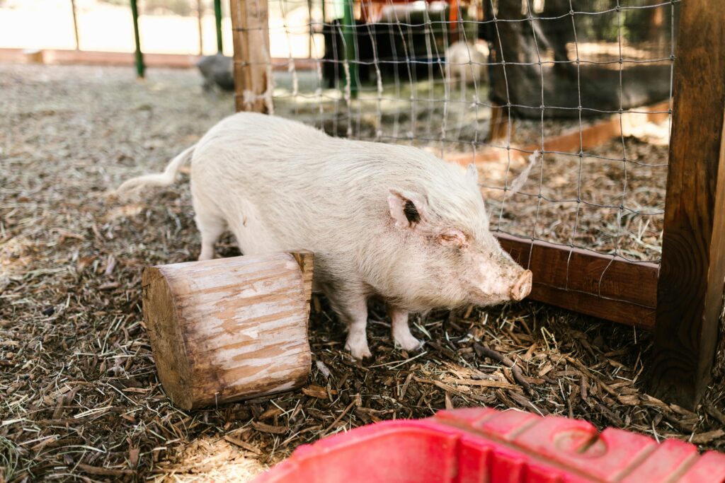 porco branco pequeno em cercado de fazenda ao lado de um tronco de madeira