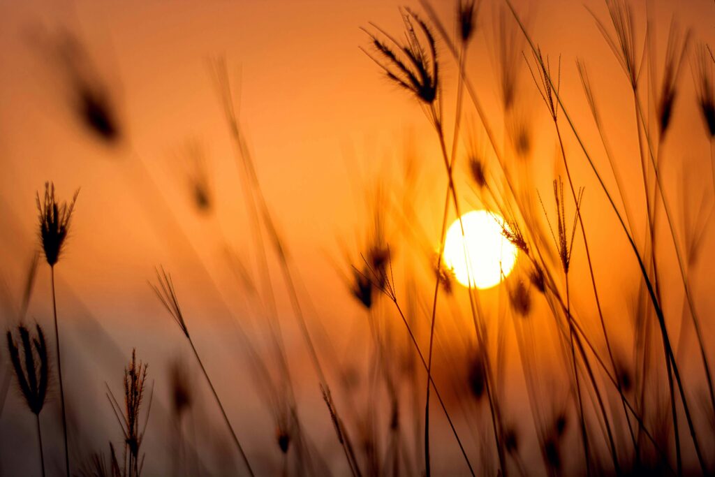 Sol radiante entre espigas de trigo ao entardecer representando crescimento, prosperidade e fertilidade nos sonhos.