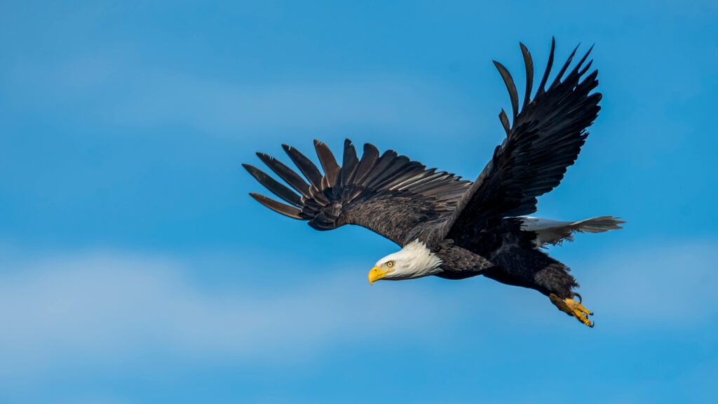 Águia-careca voando no céu azul, imagem de poder e foco nos sonhos.