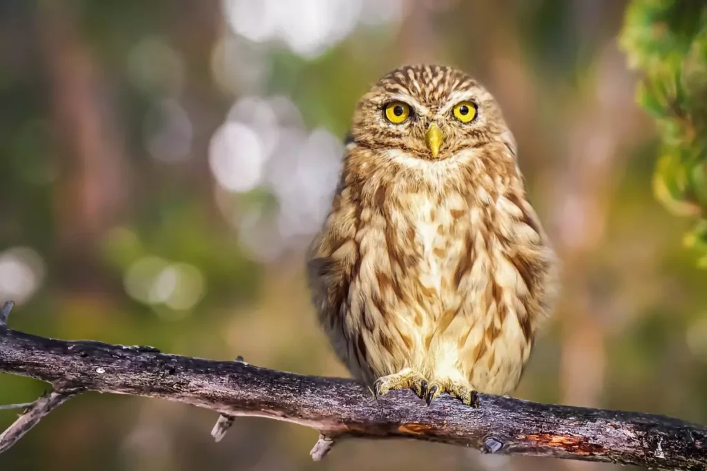 sonhar com coruja- de olhos amarelos pousada em galho, observando atenta.