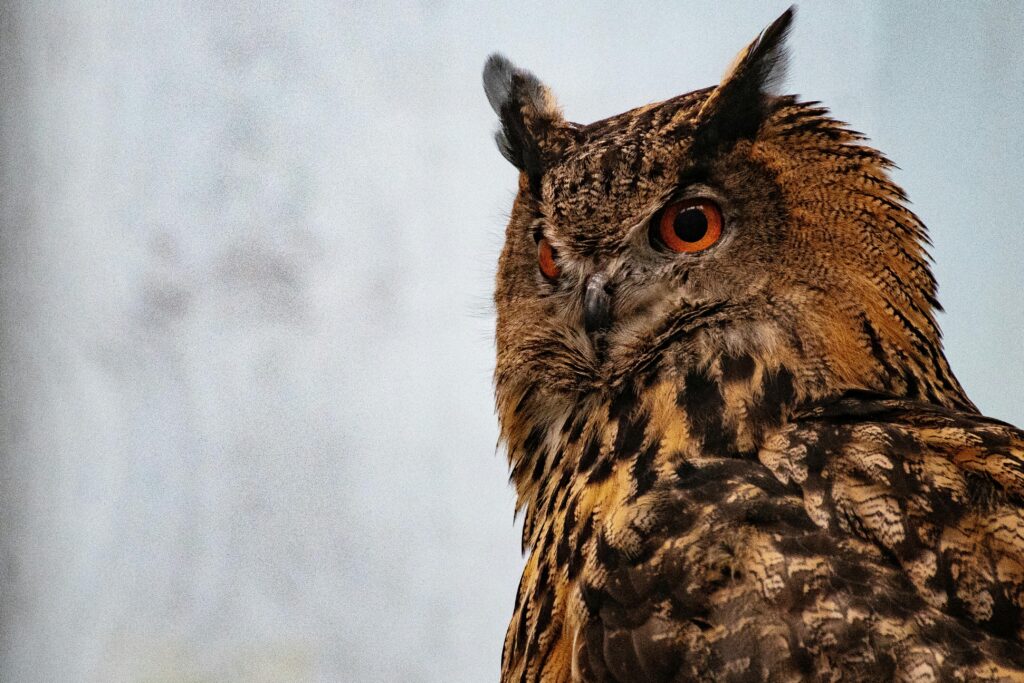 Coruja marrom com olhos alaranjados intensos, simbolizando mistério e sabedoria.