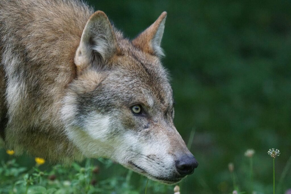 Lobo cinza em ambiente natural simbolizando sonhos e interpretações de sonhar com lobo