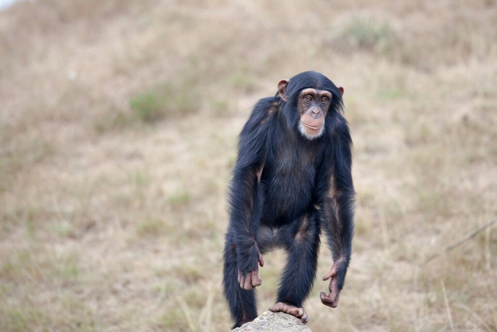 jovem chimpanzé em pé em ambiente natural de campo