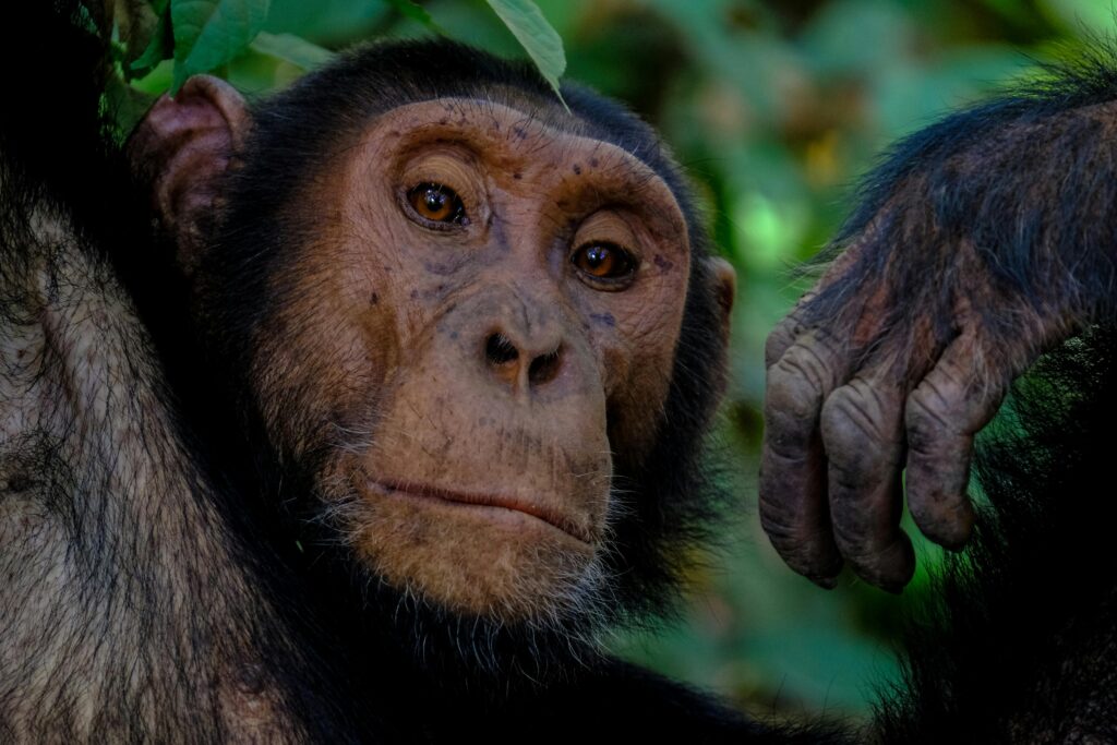 chimpanzé deitado em árvore com olhar reflexivo