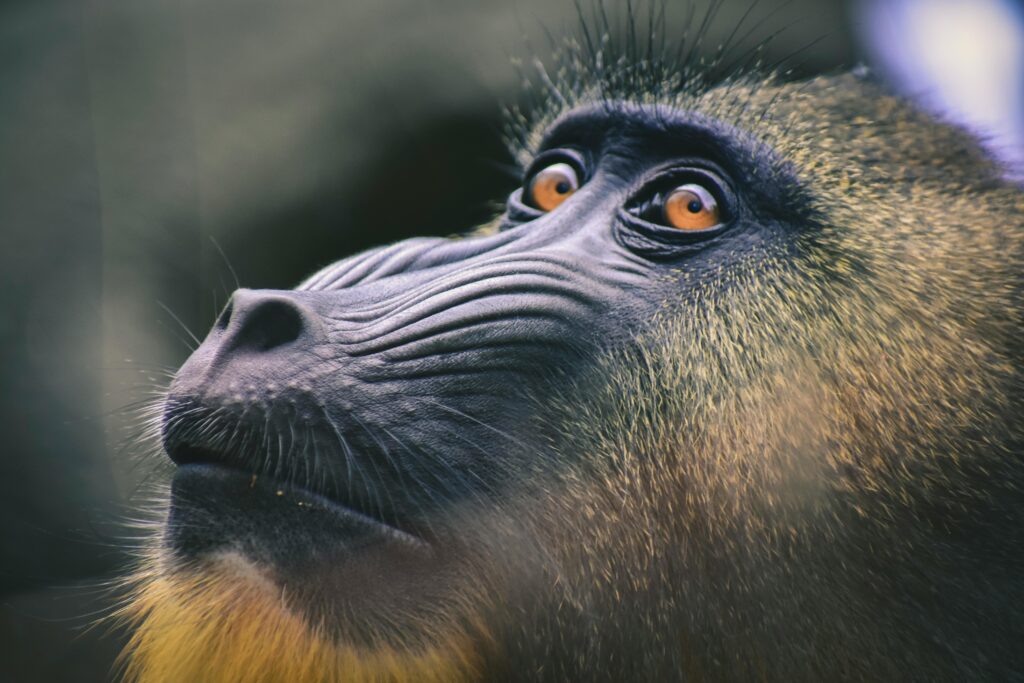 mandril com olhar atento e expressivo em close-up