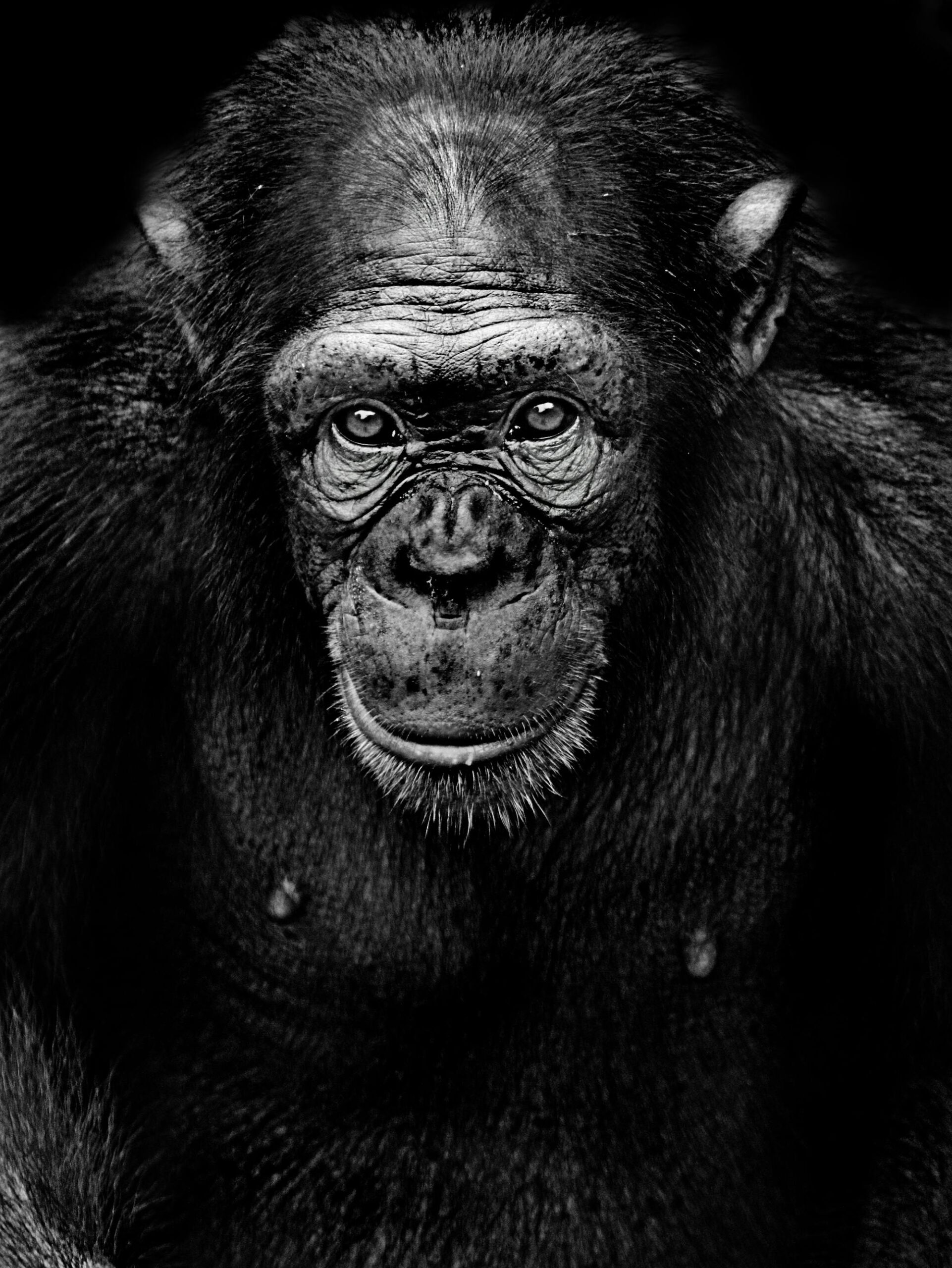 sonhar com macaco