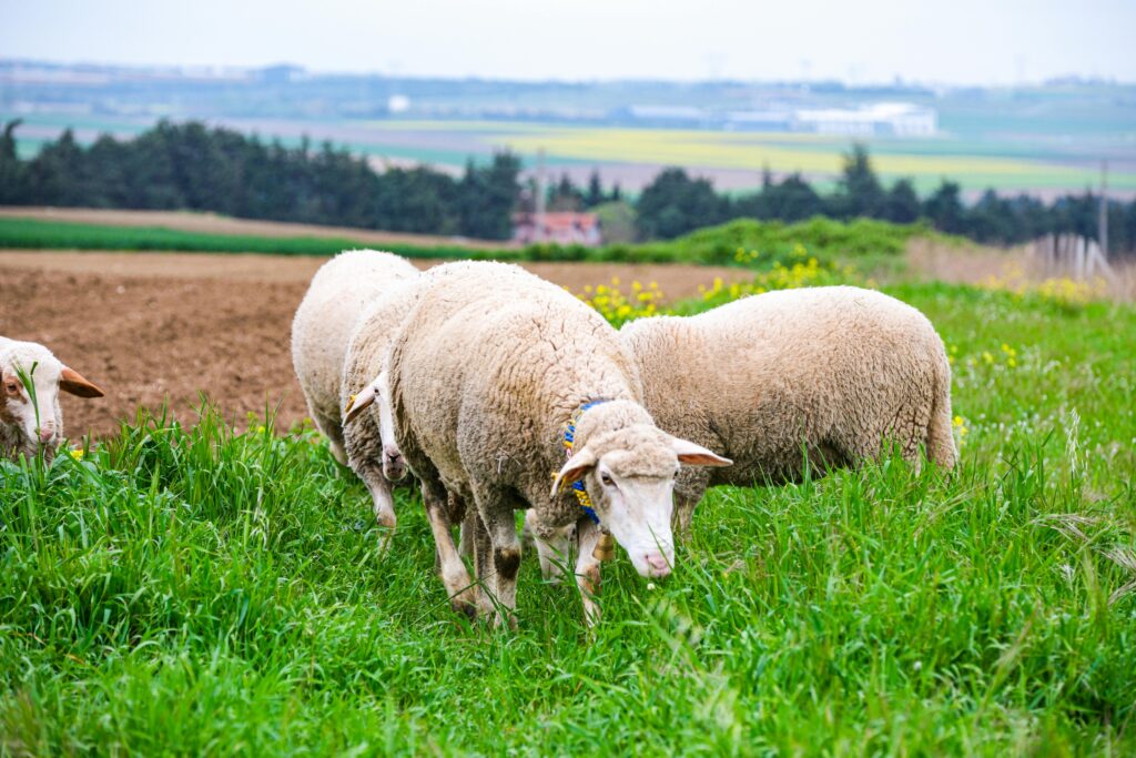 Sonhar com ovelha — grupo de ovelhas pastando no campo verde, indicando abundância, harmonia e conexão com a vida simples e natural.