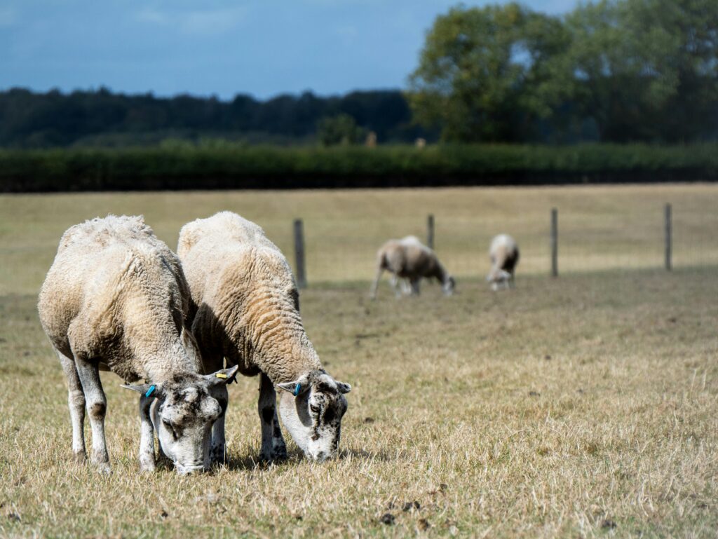 Sonhar com ovelha — rebanho pastando em campo aberto, representando união familiar, prosperidade e sentimentos de segurança nos sonhos.