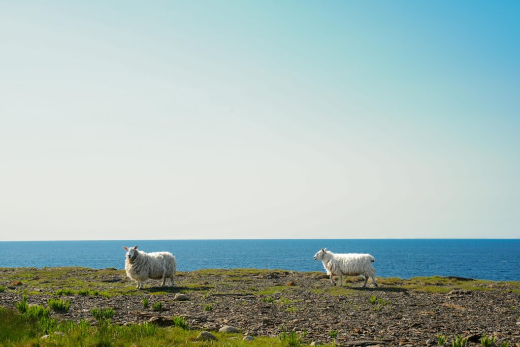 Sonhar com ovelha — duas ovelhas em um campo perto do mar, simbolizando tranquilidade, proteção espiritual e mensagens de paz nos sonhos.
