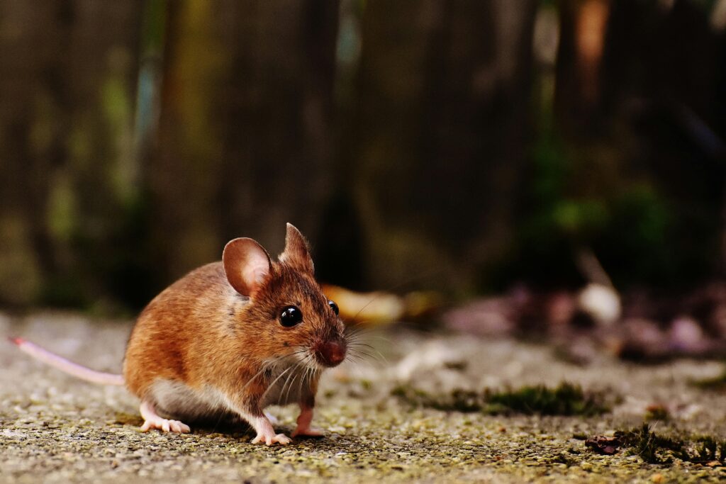 Rato marrom atento em ambiente externo, simbolizando vigilância e desconfiança.
