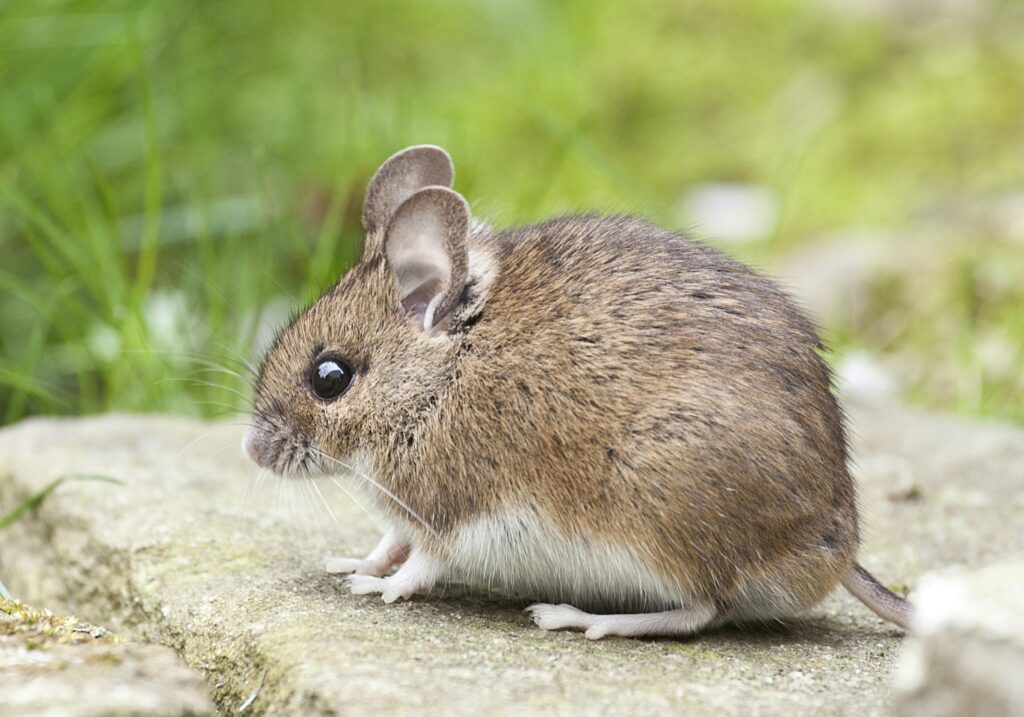 Rato marrom claro em área verde, simbolizando adaptação e sobrevivência.