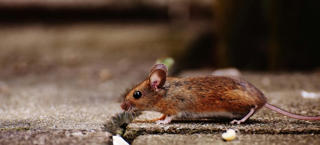 Rato marrom pequeno caminhando sobre pedras, simbolizando alertas e insegurança nos sonhos.